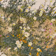 In Deep Spring