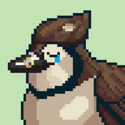 Birds of ETH #1871
