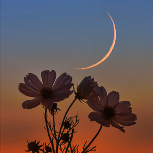 Look At The Moon V2