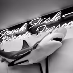 THE VILLAGE #28 SHARK by Deanna Templeton