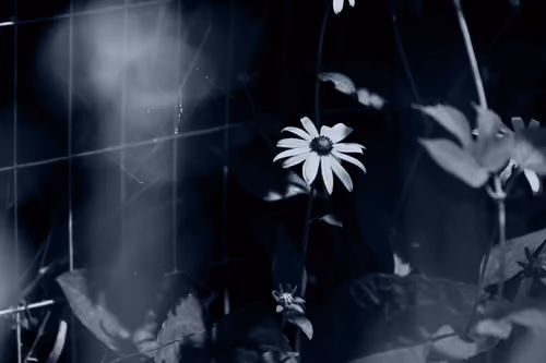 _only silence can speak