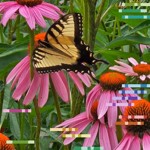 Many Colors