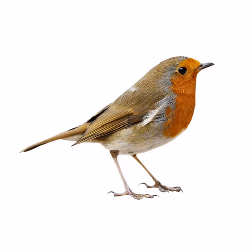 Bird Without Moon