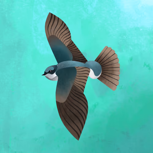 Tree swallow