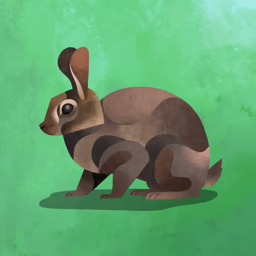 Rabbit