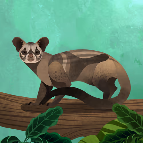 Asian Palm Civet