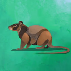 Rat