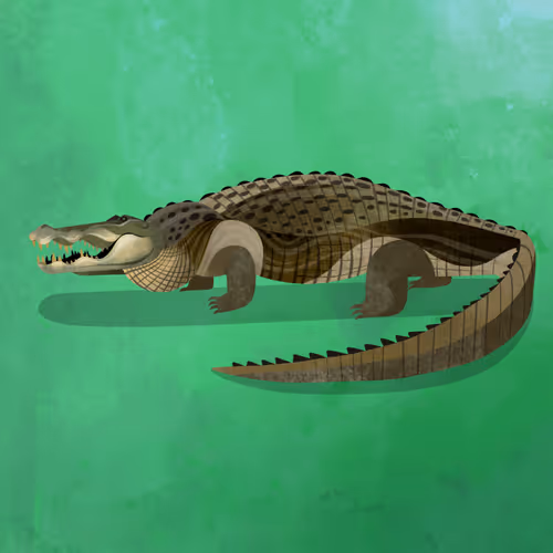 Crocodile