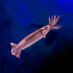 Squid