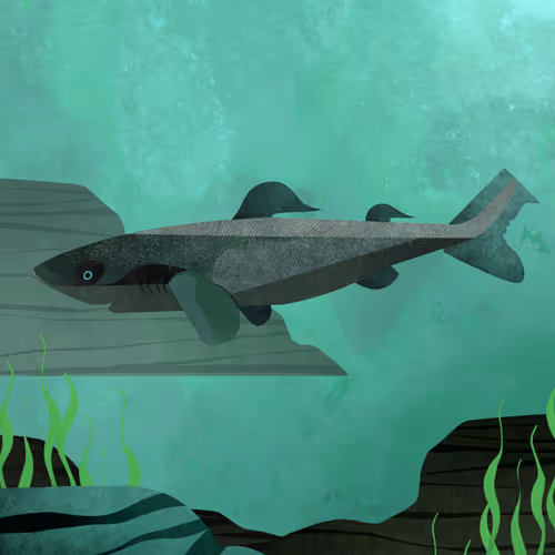 Greenland Shark