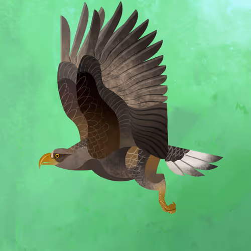 White-Tailed Eagle