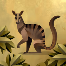 Banded Palm Civet
