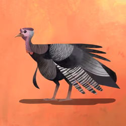 Turkey