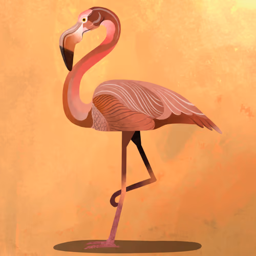 Flamingo