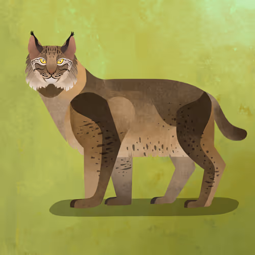 Bobcat