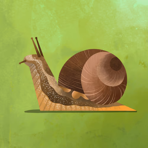 Snail
