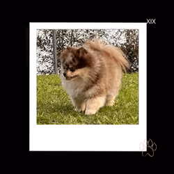 XIX