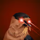 558
