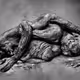 Human Dissection
