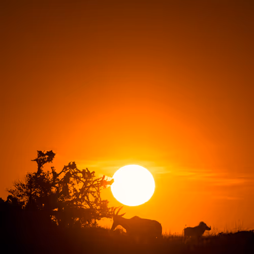 Masai Mara -The Quintessential Paradise