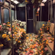 Efflorescence