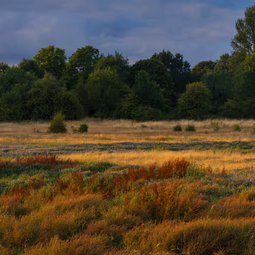 The Devil's Editions