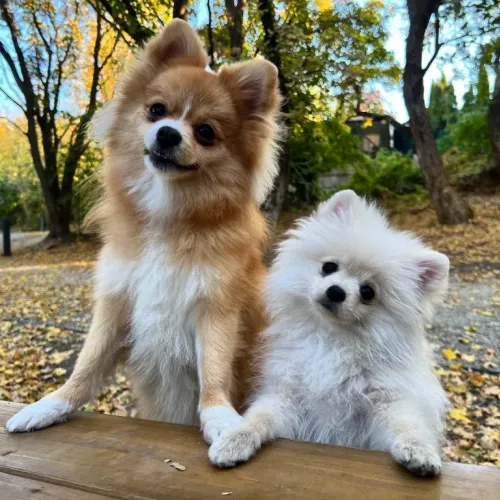 CryptoDogs #1