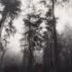 life in grey