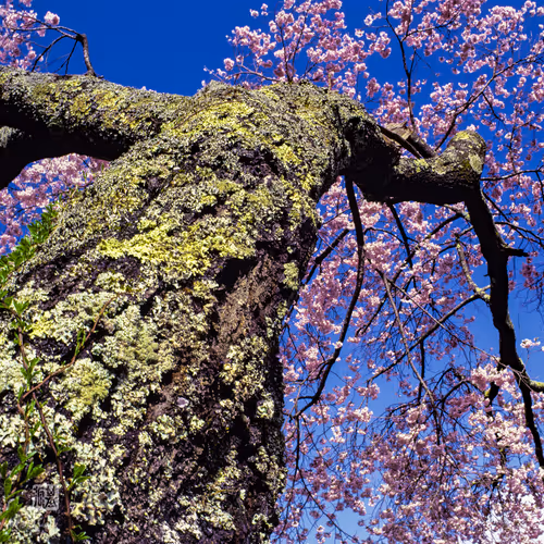 sakura - cherry blossom -