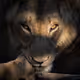 Wildlife | Colour