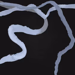 Psyche 3834