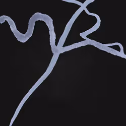Psyche 328