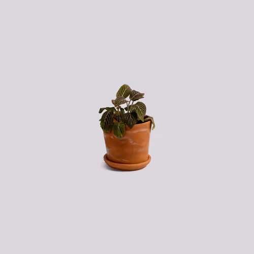 Everythingiown