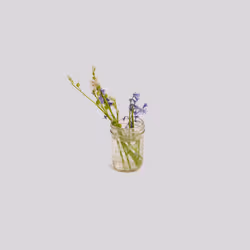 Purple Flowers