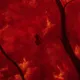 Flutter Into The Embers | Cardinal