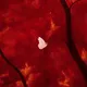 Flutter Into The Embers | Shell