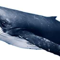 Blue Whale