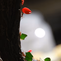 Ants on a limb #4