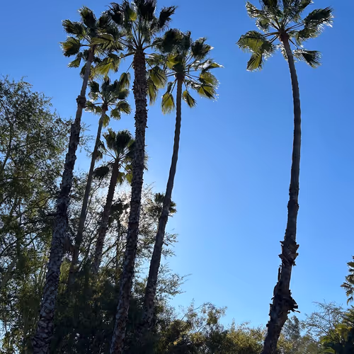 INTO THE PALMS