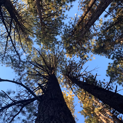 INTO THE WOODS
