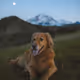 Millie the Golden