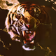 Rawr - CnlJZb4w4R