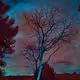 Eternal tree