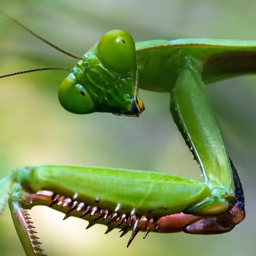 Mantisclone V2