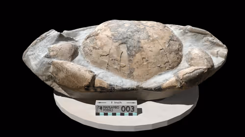 Mamlambo Fossils