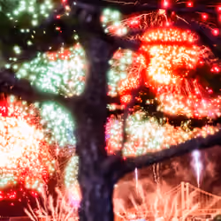 Pinetree and firework.