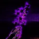 LAST FLOWER