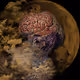 Dream Land Of The Brain