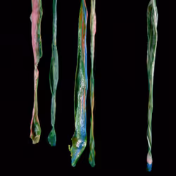 Metamorphosis #9