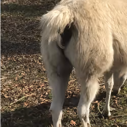 Llama #2889